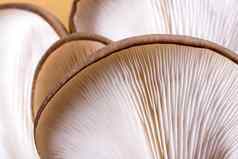 牡蛎蘑菇普通蘑菇鸵鸟蘑菇