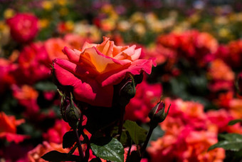 玫瑰花园美丽的新鲜的玫瑰