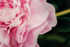 美丽的粉红色的新鲜的花味蕾大牡丹滴雨关闭