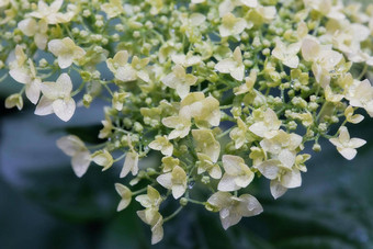 特写镜头美丽的白色绣球花花<strong>雨</strong>