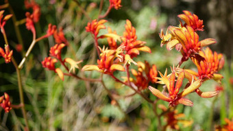 红色的猫袋鼠爪子花加州美国花、Bicolor花开花异国情调的热带澳大利亚热带雨林植物大气自然生动的植物区系森林花园绿色植物散景