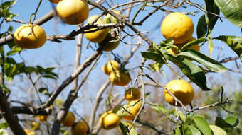 柑橘类橙色水果只无叶的树加州美国春天花园美国当地的农业农场种植园家园园艺多汁的新鲜的异国情调的热带收获分支蓝色的天空