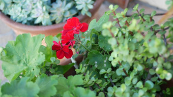 红色的天竺葵花开花自然植物关闭背景朱红色天竺葵属植物布鲁姆花盆墨西哥花园首页园艺加州美国生动的植物区系充满活力的多汁的植物颜色