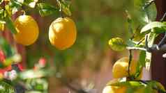 柑橘类柠檬黄色的水果树加州美国春天花园美国当地的农业农场种植园家园园艺多汁的新鲜的叶子异国情调的热带树叶收获分支