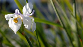白色虹膜花开花园艺加州美国精致的布鲁姆春天早....花园滴新鲜的露水花瓣春天植物区系软焦点自然植物关闭背景
