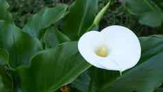 白色马蹄莲莉莉花黑暗绿色叶子优雅的花开花异国情调的热带丛林热带雨林时尚的时尚的植物大气自然生动的绿色植物天堂审美阿鲁姆植物