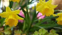 黄色的那喀索斯花加州美国水仙花小花春天布鲁姆早....森林大气精致的植物花开花春天新鲜野花木