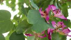 紫色的紫荆花兰花树花开花加州美国紫罗兰色的异国情调的热带布鲁姆丛林热带雨林大气软焦点生动的黑暗品红色的自然植物花精致的花瓣关闭