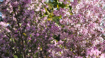 希斯树粉红色的花加州美国艾丽卡树栖动物布瑞尔·罗根春天布鲁姆首页园艺美国装饰观赏室内植物自然植物<strong>大气</strong>淡<strong>紫</strong>色<strong>紫</strong>色春天开花