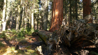 根下降红杉资本巨大的红木树树干<strong>森林</strong>被连根拔起大松柏科的松谎言国家公园北部加州美国环境保护旅游<strong>原始森林</strong>