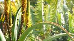 芦荟多汁的植物黄色的花加州美国沙漠植物区系干旱气候自然植物关闭背景生动的橙色布鲁姆芦荟真正园艺美国生长仙人掌龙舌兰