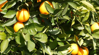 柑橘类橙色水果树加州美国<strong>春天花</strong>园美国当地的农业农场种植园家园园艺多汁的新鲜的叶子异国情调的热带收获分支<strong>春天太阳</strong>