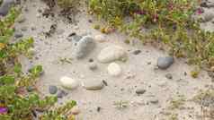 爬虫植物太平洋海洋桑迪海滩加州海岸美国沙子小花石头绿色植物海自然植物植物区系恩人恢复沿海生态系统