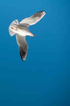 单海鸥飞行天空