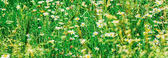 黛西场夏天绿色草盛开的花洋甘菊草地春天自然花背景植物花园生态环境