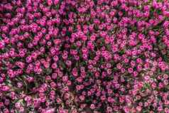 盛开的色彩斑斓的郁金香花花背景