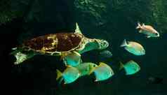 绿色海乌龟游泳博物馆水族馆