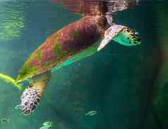 绿色海乌龟游泳博物馆水族馆
