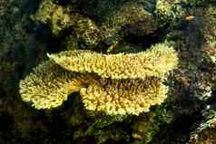 水族馆鱼珊瑚水生动物