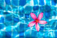 粉红色的花宏拍摄浮动蓝色的池塘水