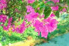 美丽的紫色的异国情调的花叶子花属绿色背景