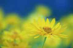 场黄色的天人菊属植物花头前面视图