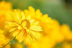 场黄色的天人菊属植物花头前面视图