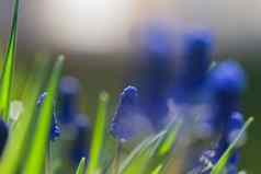muscari风信子蓝色的花成长花床上春天