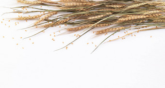 小麦耳朵小麦谷物设置白色木背景前视图复制空间
