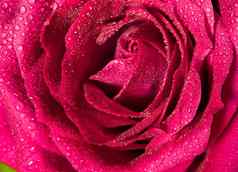 甜蜜的颜色粉红色的玫瑰浪漫颜色自然花背景