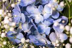 蓝色的脆弱的花小白色花花花束