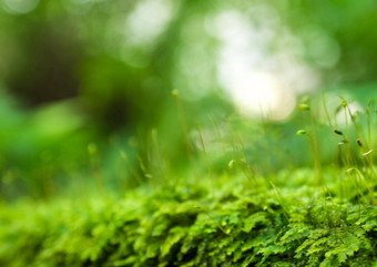 孢子体新鲜绿色莫斯水滴日益增长的热带雨林