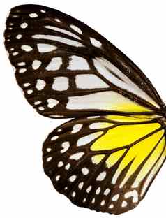 蝴蝶色彩斑斓的蝴蝶