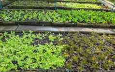 生菜红色的卷心菜植物蔬菜花园地面