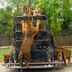 饿了孟加拉老虎喂养显示动物园