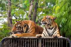 饿了孟加拉老虎喂养显示动物园