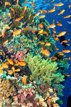 珊瑚礁水下景观红色的海埃及