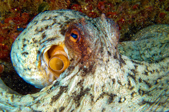 常见的章鱼下士应对puntas的卡内格雷自然公园西班牙