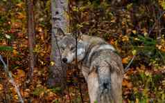 野生木材狼加拿大