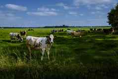 荷兰棕色（的）白色牛urk荷兰