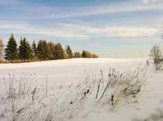 美丽的冬天景观雪场森林蓝色的天空冷淡的阳光明媚的一天