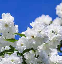 白色特里茉莉花花花园蓝色的天空