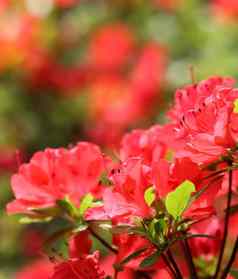 开放美丽的红色的杜鹃花花春天花园花背景