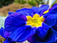 盛开的蓝色的黄色的中心报春春天花园