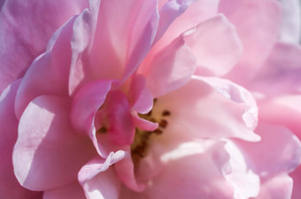 软焦点摘要花背景粉红色的玫瑰花花瓣宏花背景假期设计