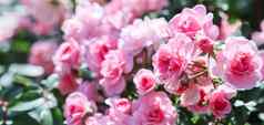 美丽的粉红色的玫瑰关系,花园完美的背景问候卡片生日情人节一天母亲的一天