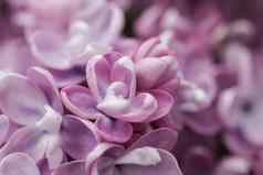 盛开的分支紫色的特里淡紫色春天