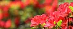 开放美丽的红色的杜鹃花花春天花园花背景