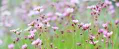 精致的白色粉红色的花虎耳草属植物莫斯春天花园