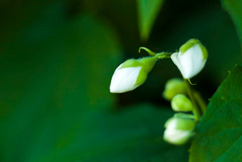 白色茉莉花花特写镜头宏摄影颜色特写镜头模糊绿色植物复制空间背景自然景观生态